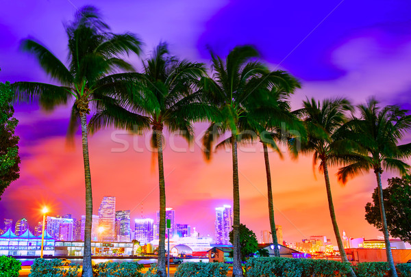 Miami linha do horizonte pôr do sol palmeiras Flórida EUA Foto stock © lunamarina