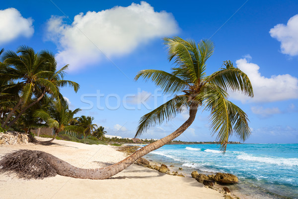 Kokospalme Baum Strand Himmel Wasser Sommer Stock foto © lunamarina