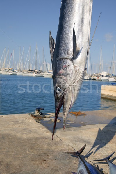 mediterranean spearfish billfish head tetrapturus belone Stock photo © lunamarina