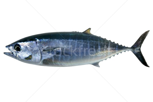 Bluefin tuna isolated on white Thunnus thynnus Stock photo © lunamarina