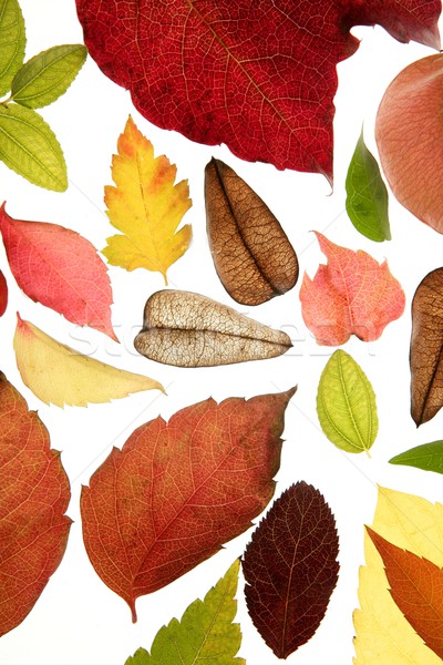 Herbst fallen Blätter dekorativ Studio weiß Stock foto © lunamarina