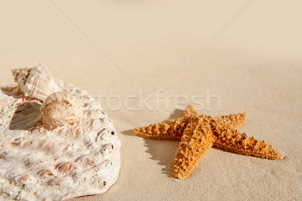 Foto stock: Starfish · conchas · areia · branca · praia · ensolarado · férias