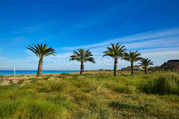 Strand palmbomen Spanje middellandse zee water natuur Stockfoto © lunamarina