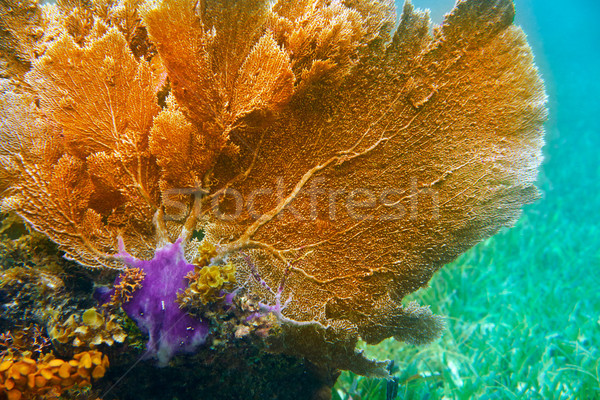 Stock photo: Mesoamerican barrier Great Mayan Reef