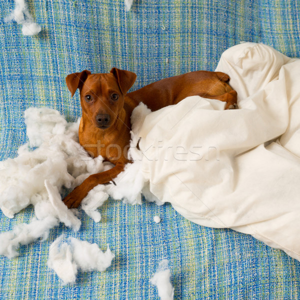 naughty playful puppy dog after biting a pillow Stock photo © lunamarina