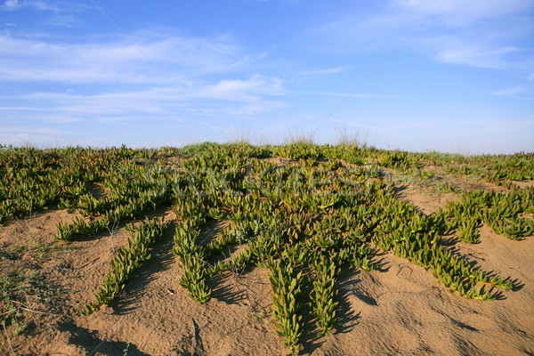  Livingstone daisy dune plants blue sky Stock photo © lunamarina