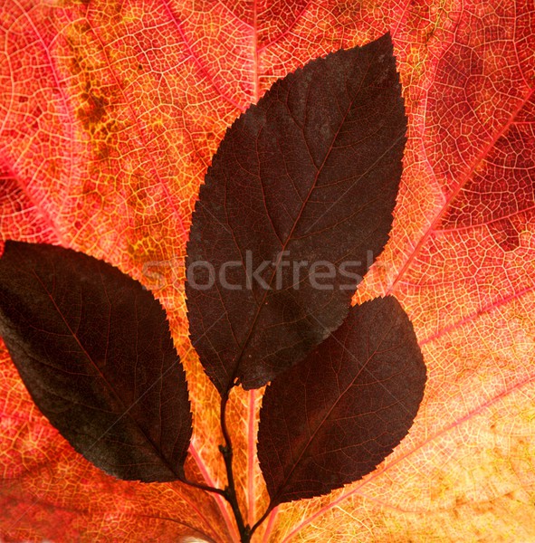 Autunno caduta foglie decorativo studio bianco Foto d'archivio © lunamarina