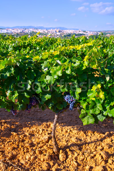 Valencia vin regiune Spania podgorie vedere Imagine de stoc © lunamarina