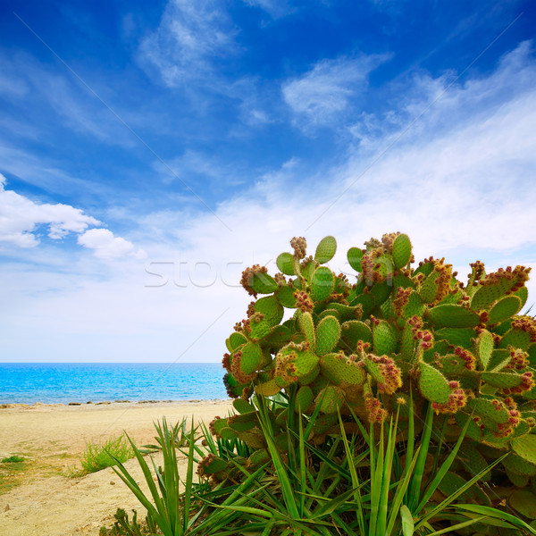 Almeria Mojacar beach Mediterranean sea Spain Stock photo © lunamarina