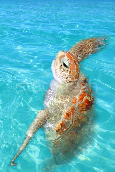 Green sea Turtle Chelonia mydas  Caribbean Stock photo © lunamarina