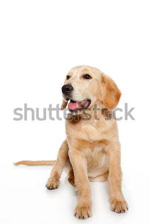 Golden retriever kutyakölyök fajtiszta kutya izolált fehér háttér Stock fotó © lunamarina