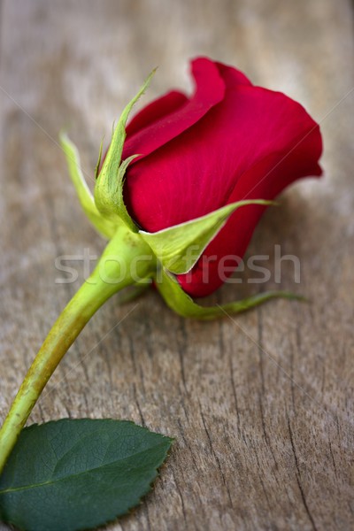 Stock photo: Red rose over old aged teak wood