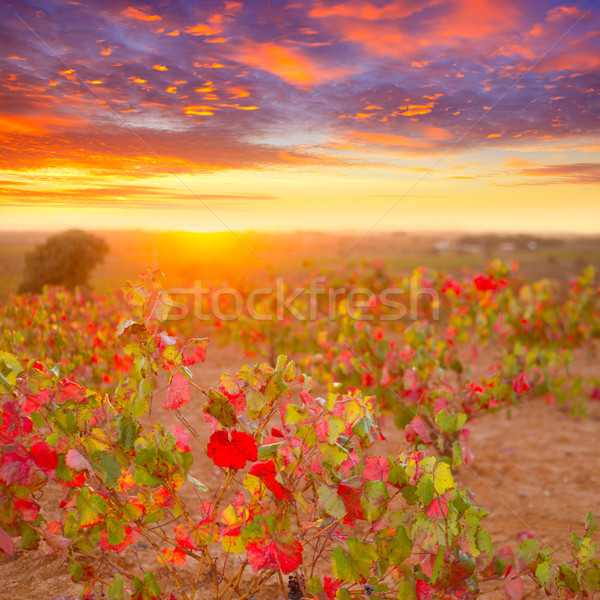 Foto stock: Outono · dourado · vermelho · pôr · do · sol · céu · comida