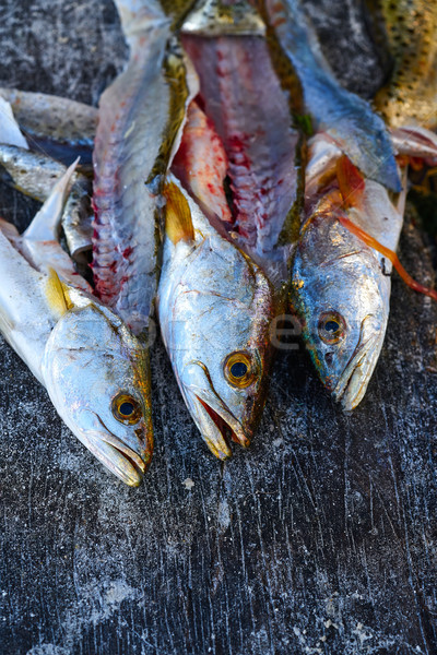 Stock photo: Croaker Corvina fillet fish in Mexico