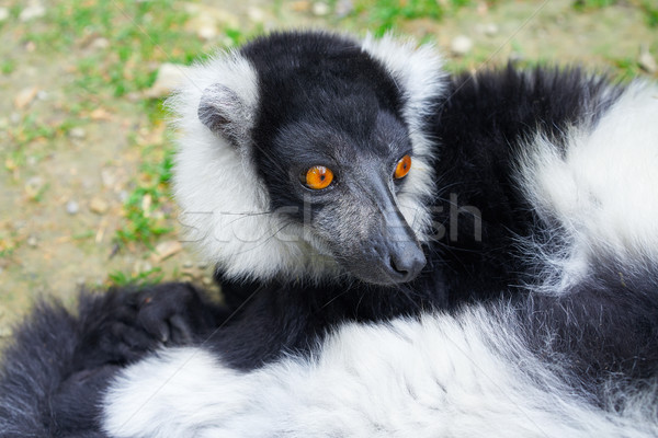 ruffed lemur from Madagascar portrait Stock photo © lunamarina