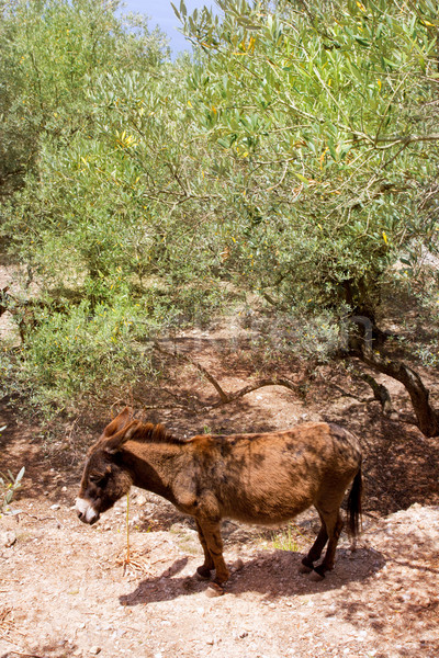ослом Средиземное море оливковое дерево области трава стены Сток-фото © lunamarina