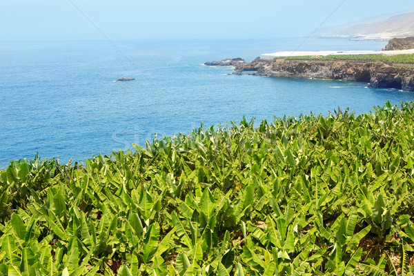 Stock photo: Banana plantation near the ocean in La Palma