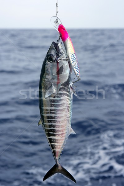 Kék uszony tonhal zsákmány közzététel mediterrán Stock fotó © lunamarina