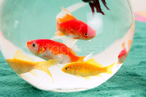 Fishes in a round glass bowl red carps green background, pets Stock photo © lunamarina