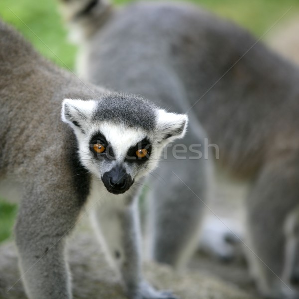 Madagascar anneau portrait ape [[stock_photo]] © lunamarina