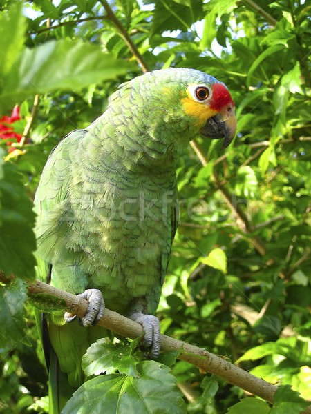 cotorra parrot green from Central America Stock photo © lunamarina