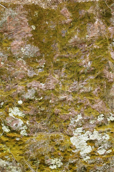 Foto stock: Piedra · musgo · textura · rojo · verde · colores