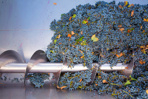 Vinificação uvas fruto indústria fazenda Foto stock © lunamarina
