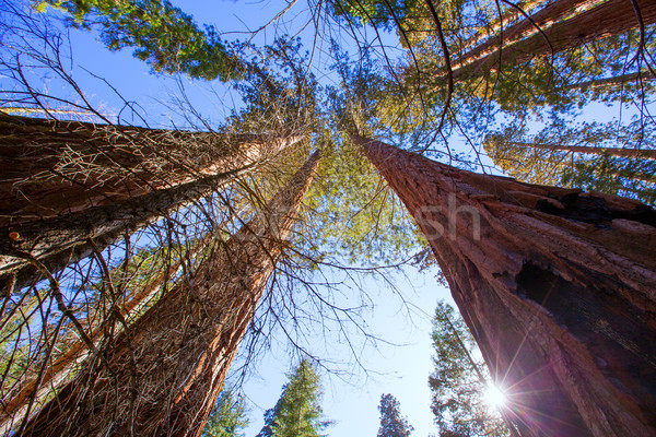 Kalifornia kilátás alatt liget Yosemite USA Stock fotó © lunamarina