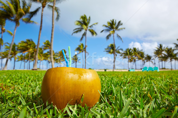Miami zuiden strand kokosnoot Florida drinken Stockfoto © lunamarina