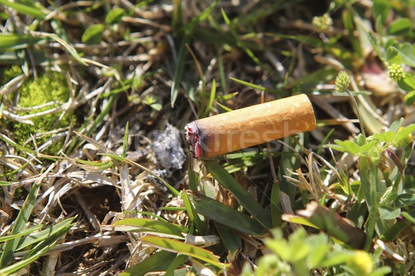 cigarette fire hazard on forest grass macro detail Stock photo © lunamarina