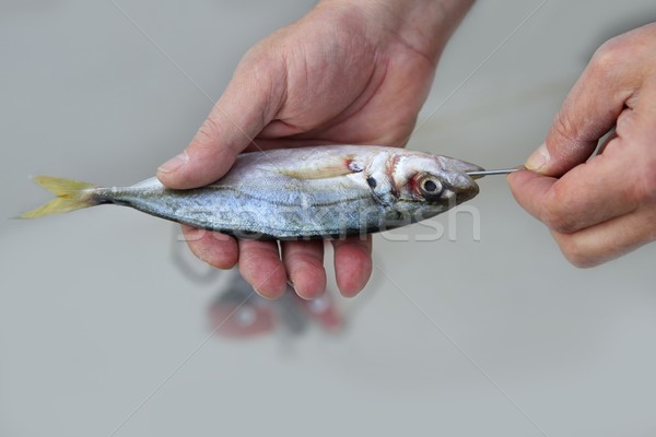 глаза скумбрия жить приманка рыбы крюк Сток-фото © lunamarina