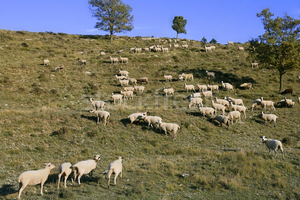 Flock of sheep in mountain side in a sunny  day Stock photo © lunamarina