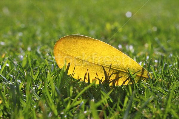 yellow autumn fall leaf on garden green grass lawn Stock photo © lunamarina