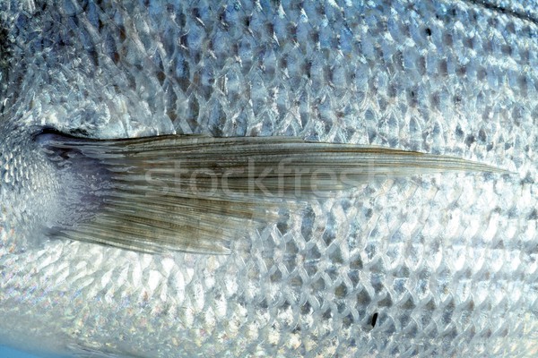 Denton, Mediterranean sparus fish, gilthead, snapper Stock photo © lunamarina