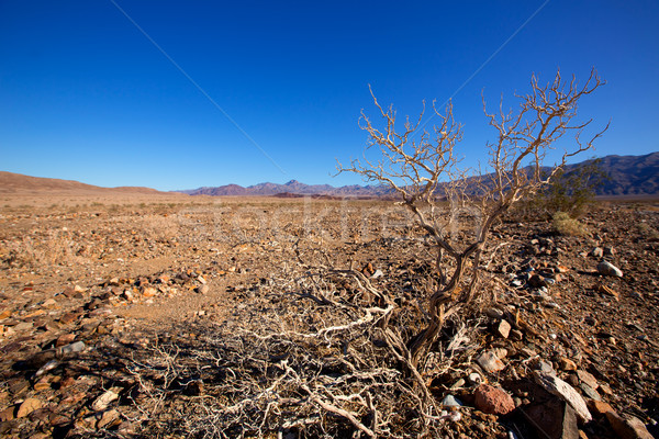 Foto stock: Morte · vale · parque · Califórnia