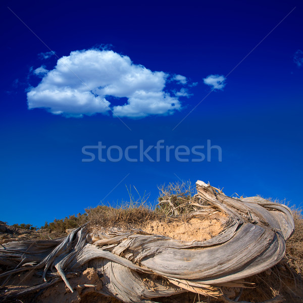 Mediterranean twisted dried juniper trunk in Formentera Stock photo © lunamarina