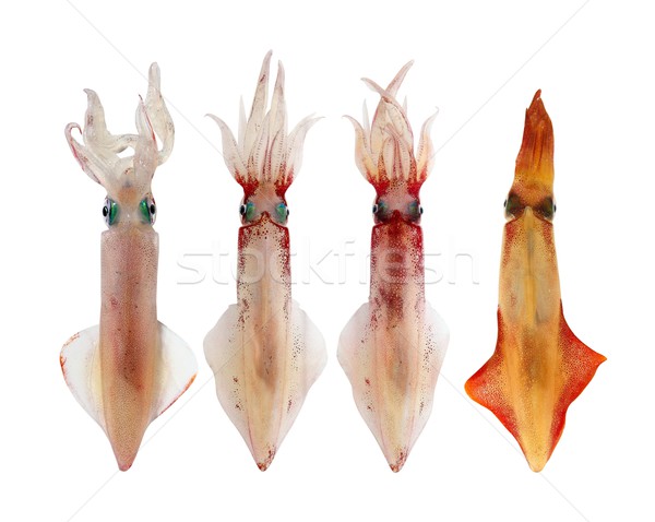 Foto stock: Calamar · mariscos · aislado · blanco