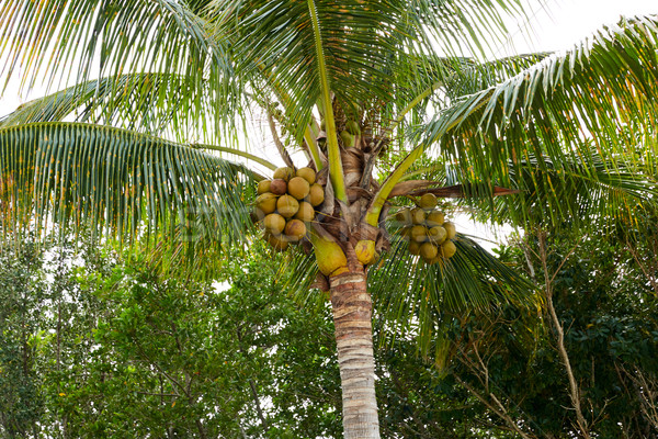 Florida Insel Kokospalme Baum Bäume Palmen Stock foto © lunamarina