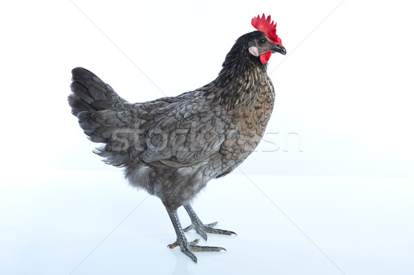 特拉華州 藍色 母雞 黑暗 顏色 商業照片 © lunamarina