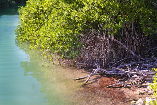 lagoon mangrove shore Mayan Riviera Stock photo © lunamarina