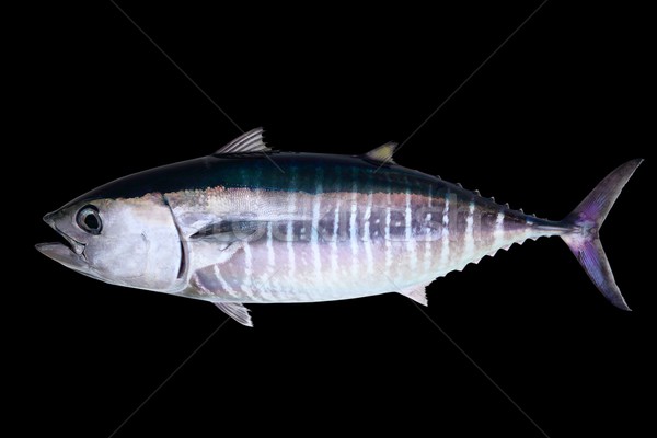 Bluefin tuna isolated on black background Stock photo © lunamarina