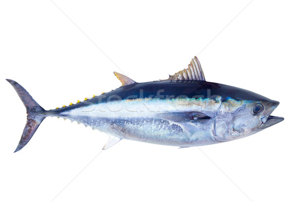 Ton peşte izolat alb natură Imagine de stoc © lunamarina