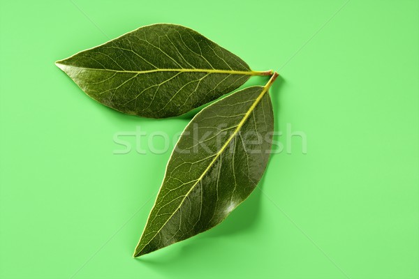 Laurel leaves over green studio background Stock photo © lunamarina