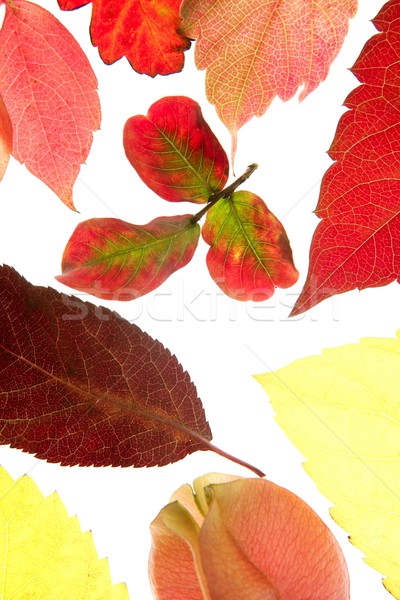 Stock fotó: ősz · ősz · levelek · dekoratív · stúdió · fehér