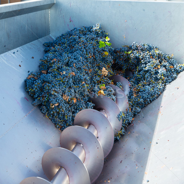 corkscrew crusher destemmer winemaking with grapes Stock photo © lunamarina