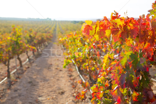 sunrise in vineyard at Utiel Requena vineyards spain Stock photo © lunamarina