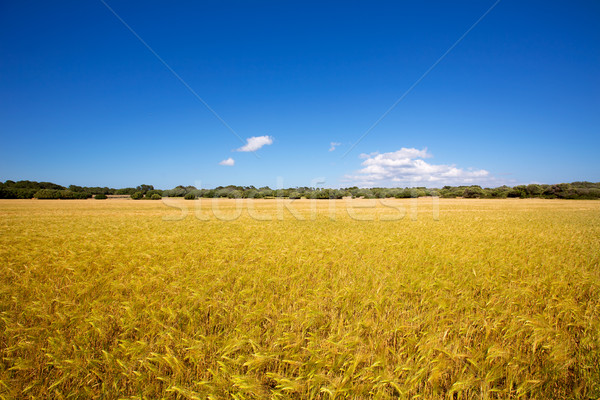 Menorca golden wheat fields in Ciutadella Stock photo © lunamarina