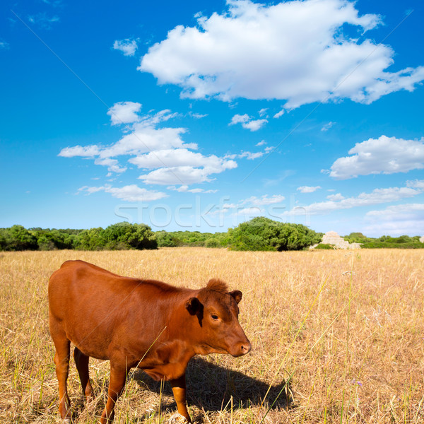 Stock photo: Menorca brown cow grazing in golden field near Ciutadella