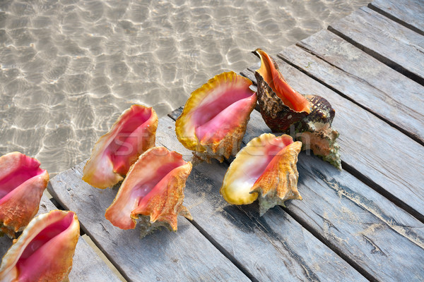 Caribbean seashells on a wooden pier Mexico Stock photo © lunamarina