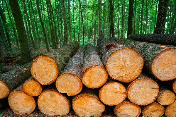 Wooden logs timber stacked in Harz Germany     Stock photo © lunamarina